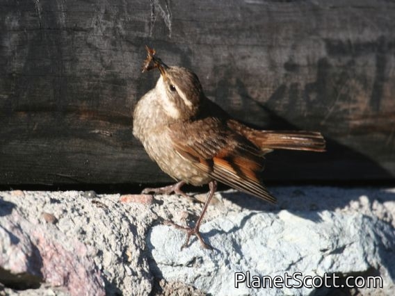 Chestnut-winged Cinclodes (Cinclodes albidiventris)