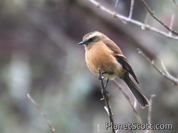 Brown-backed Chat-Tyrant (Ochthoeca fumicolor) 