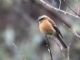 Brown-backed Chat-Tyrant (Ochthoeca fumicolor) 