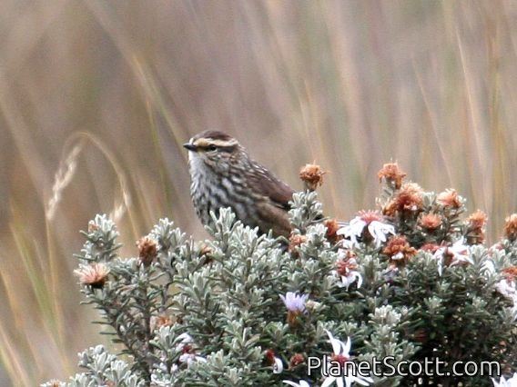 Andean Tit-Spinetail (Leptasthenura andicola) 