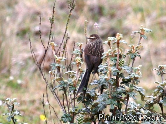 Andean Tit-Spinetail (Leptasthenura andicola)