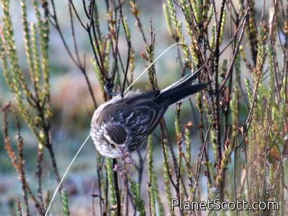 Andean Tit-Spinetail (Leptasthenura andicola)