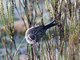 Andean Tit-Spinetail (Leptasthenura andicola) 