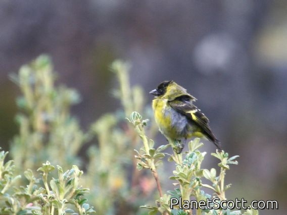 Hooded Siskin (Carduelis magellanicus) Male