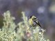 Hooded Siskin (Carduelis magellanicus) Male