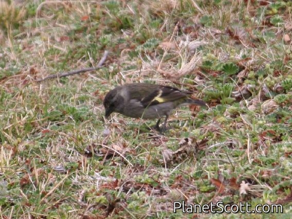 Hooded Siskin (Carduelis magellanicus) Female