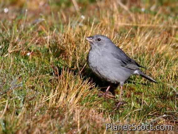 Plumbeous Sierra-Finch (Geospizopsis unicolor) Male