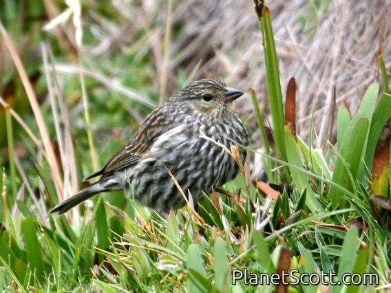 Plumbeous Sierra-Finch (Geospizopsis unicolor) Female