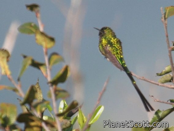 Green-tailed Trainbearer (Lesbia nuna) Male