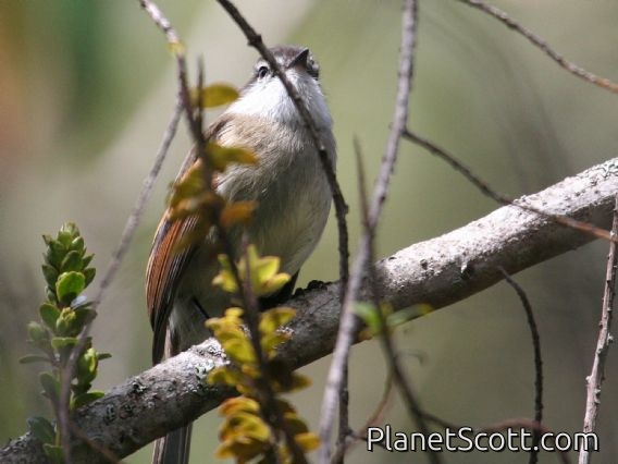 White-throated Tyrannulet (Mecocerculus leucophrys)