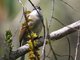 White-throated Tyrannulet (Mecocerculus leucophrys)