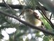 Sierran Elaenia (Elaenia pallatangae)