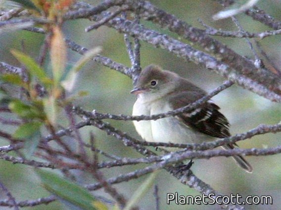 White-crested Elaenia (Elaenia albiceps)