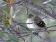 White-crested Elaenia (Elaenia albiceps)