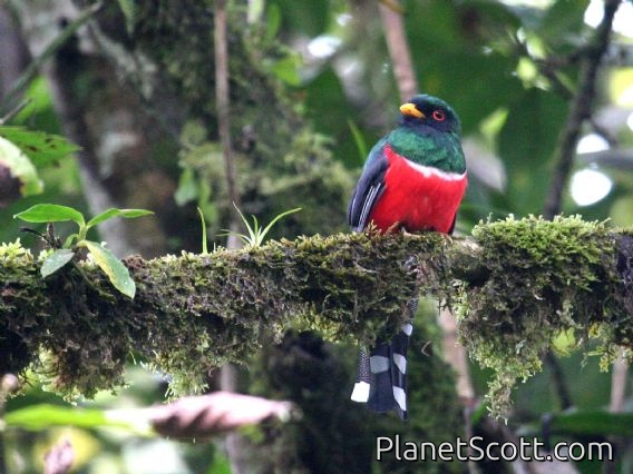 Masked Trogon (Trogon personatus)