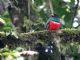 Masked Trogon (Trogon personatus) 