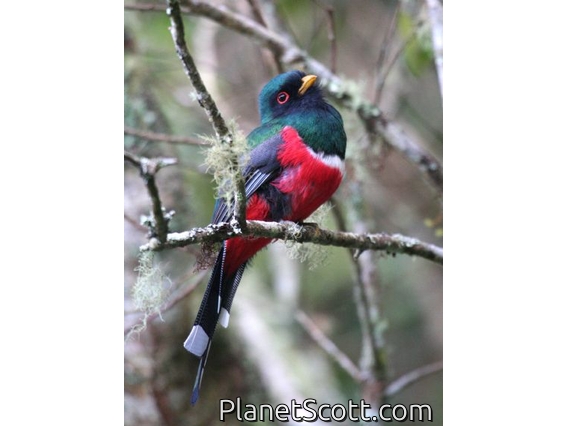 Masked Trogon (Trogon personatus)