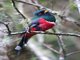 Masked Trogon (Trogon personatus)