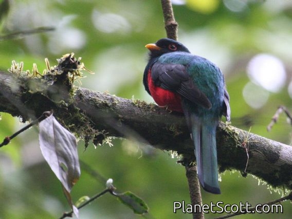 Masked Trogon (Trogon personatus)