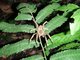 Spider, rainforest night hike