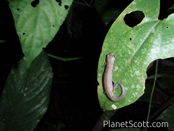 Salamander, rainforest night hike