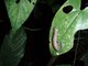 Salamander, rainforest night hike