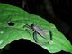 Big bug, rainforest night hike