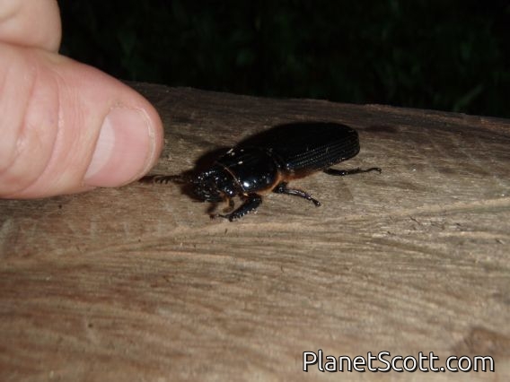 Big beetle