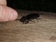 Big beetle