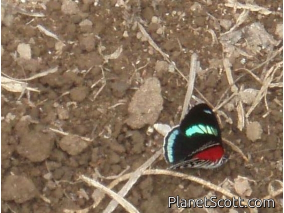 Widespread Eighty-eight Butterfly (Diaethria clymena)