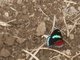 Widespread Eighty-eight Butterfly (Diaethria clymena)