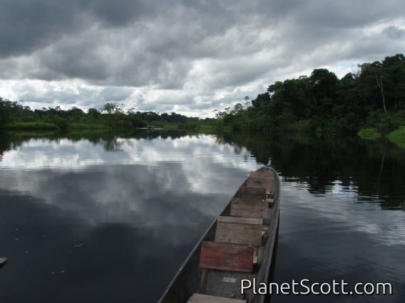 Lagoon at dawn, Sani Lodge, Río Napo