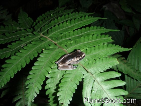 Gladiator Tree Frog (Boana sp)