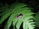 Gladiator Tree Frog (Boana sp)