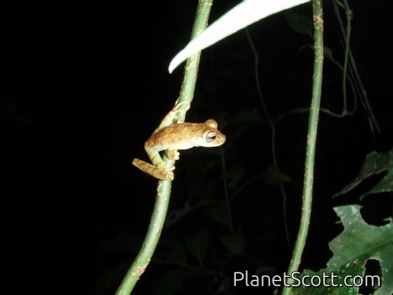 Frog