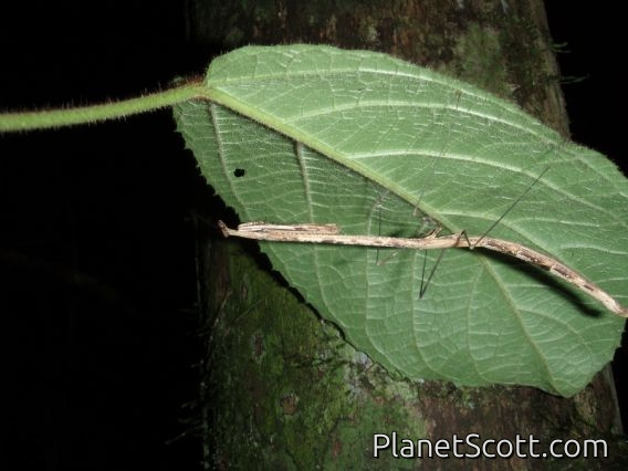 Big stick-looking bug on the night hike