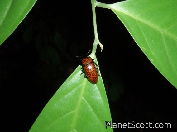 Beetle