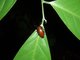 Beetle