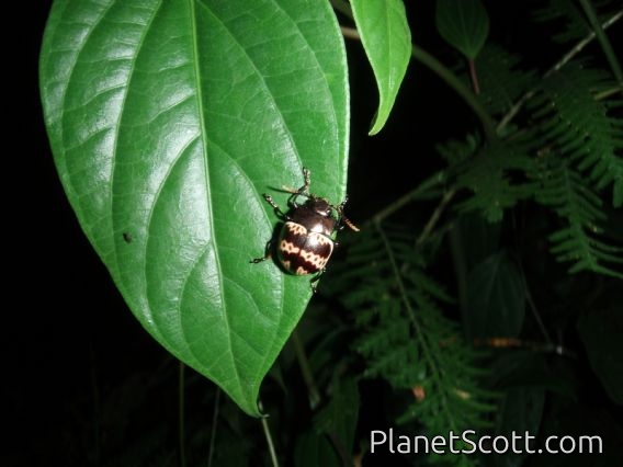 Beetle