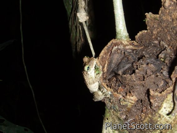 Frog