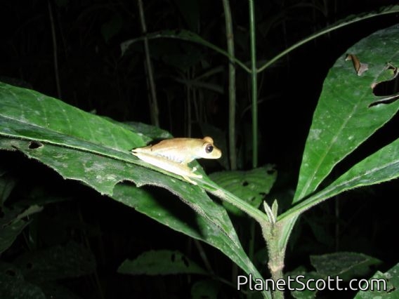 Frog