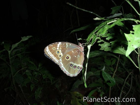 Blue morpho butterfly (the top of the wings is even nicer, deep turquoise)