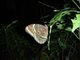 Blue morpho butterfly (the top of the wings is even nicer, deep turquoise)