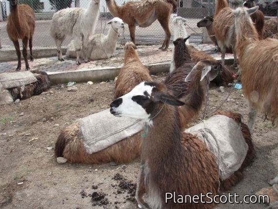 Llama parking, Zumbahua market