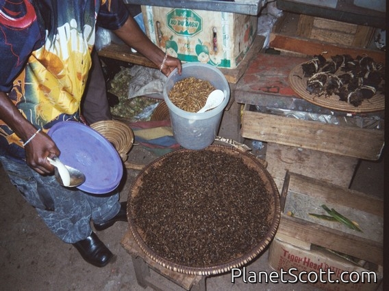 Market, Uganda. Bucket of crickets and plate of ants