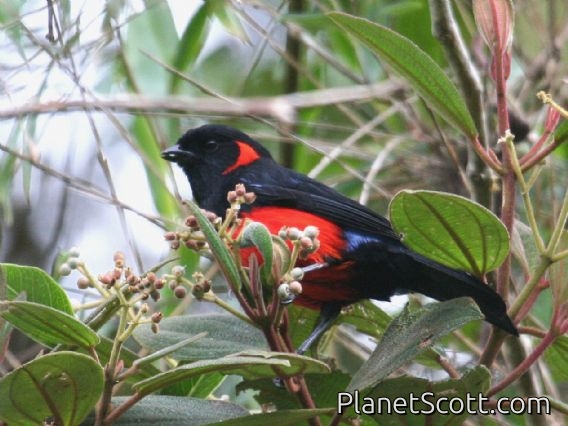 Scarlet-bellied Mountain-Tanager (Anisognathus igniventris)