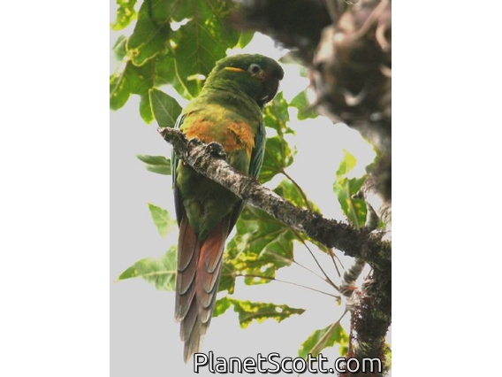Golden-plumed Parakeet (Leptosittaca branickii)