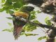 Golden-plumed Parakeet (Leptosittaca branickii)