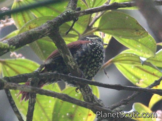 Pearled Treerunner (Margarornis squamiger)