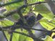 Pearled Treerunner (Margarornis squamiger) 